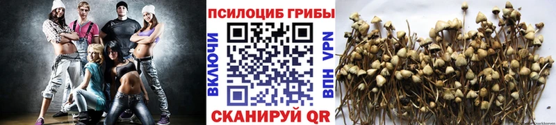 Галлюциногенные грибы Psilocybe  kraken   Злынка 